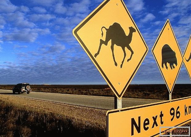 Австралійський дорожній знак попереджає про те, що на дорогу можуть вибігати різні тварини