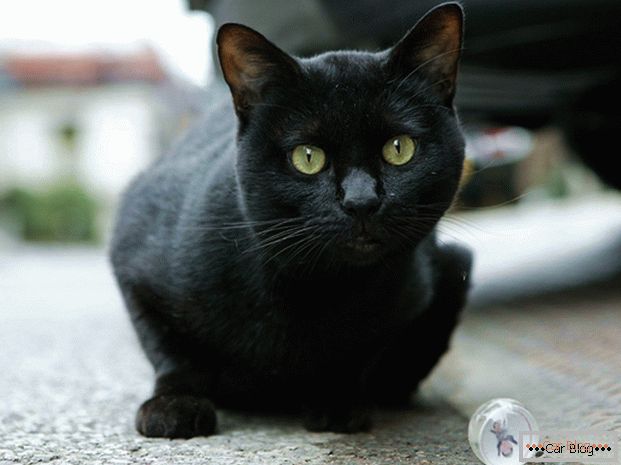 Чорна кішка на дорозі - до аварії